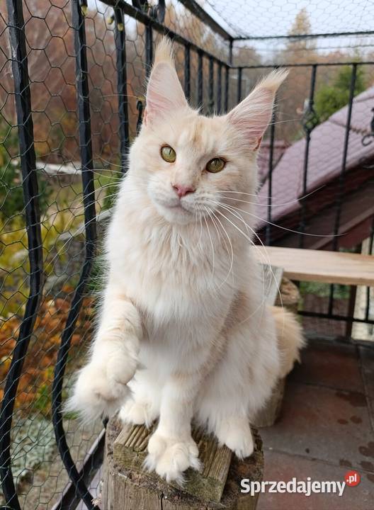 Dwuletnia towarzyska koteczka Maine Coon Gdańsk
