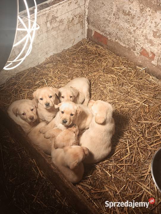 Labrador Retriever z Rodowodem Przemęt sprzedam