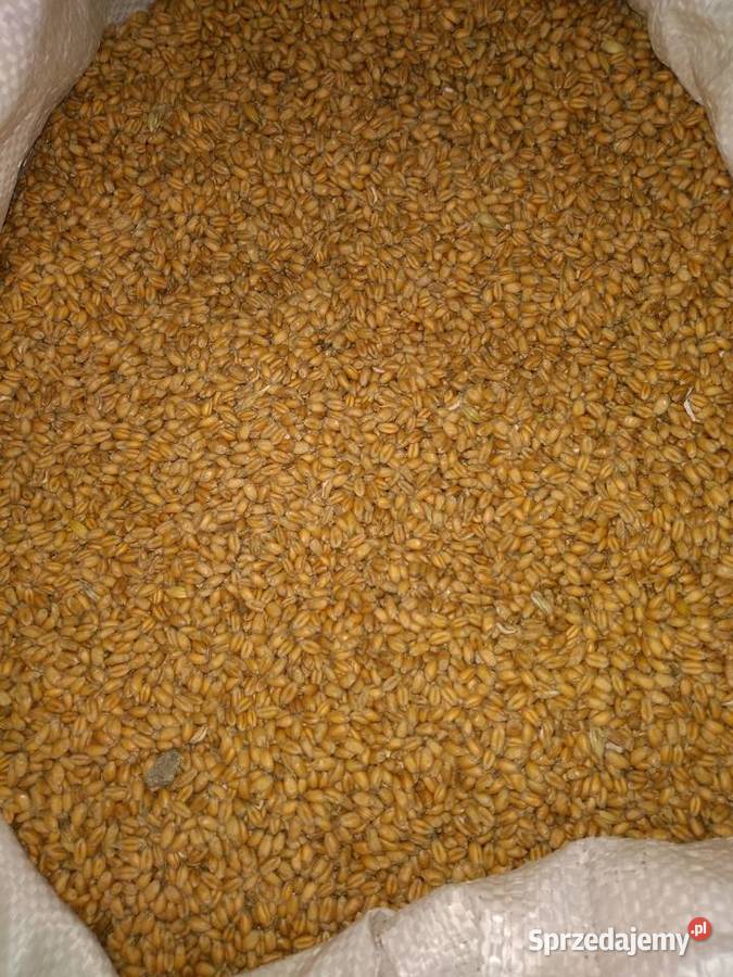 Sprzedam jęczmień ozimy i pszenicę ozimą Zboża świętokrzyskie sprzedam