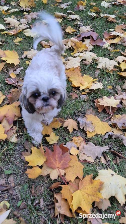 Szczeniak Pies Suczka Shih tzuHappy Dog BoBi mazowieckie sprzedam