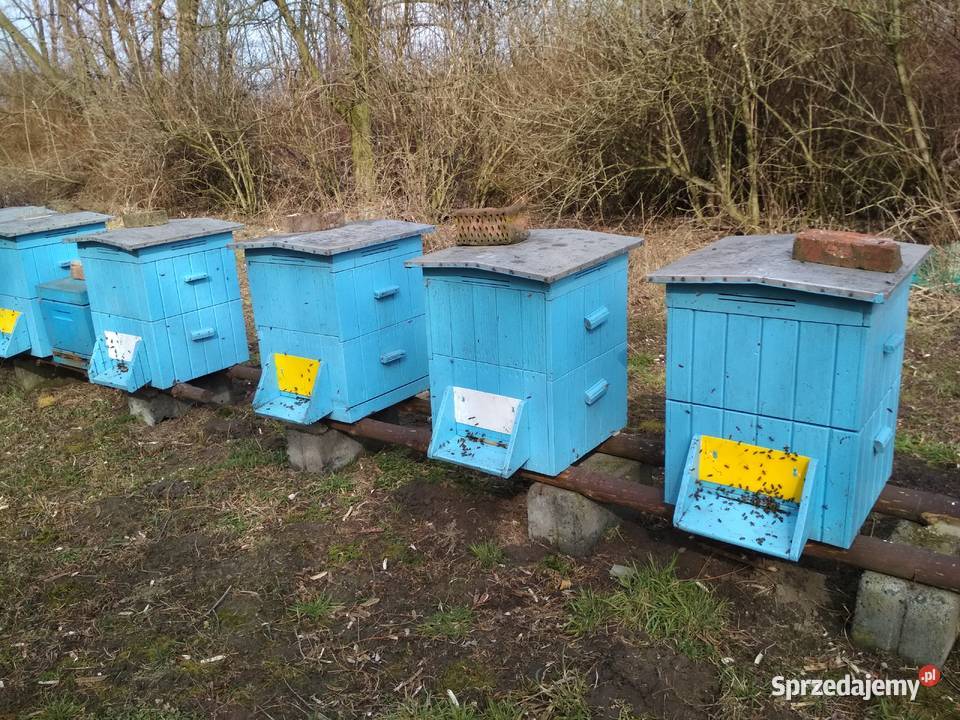 Ule Wielkopolskie drewniane 16 sztuk Sieradz sprzedam