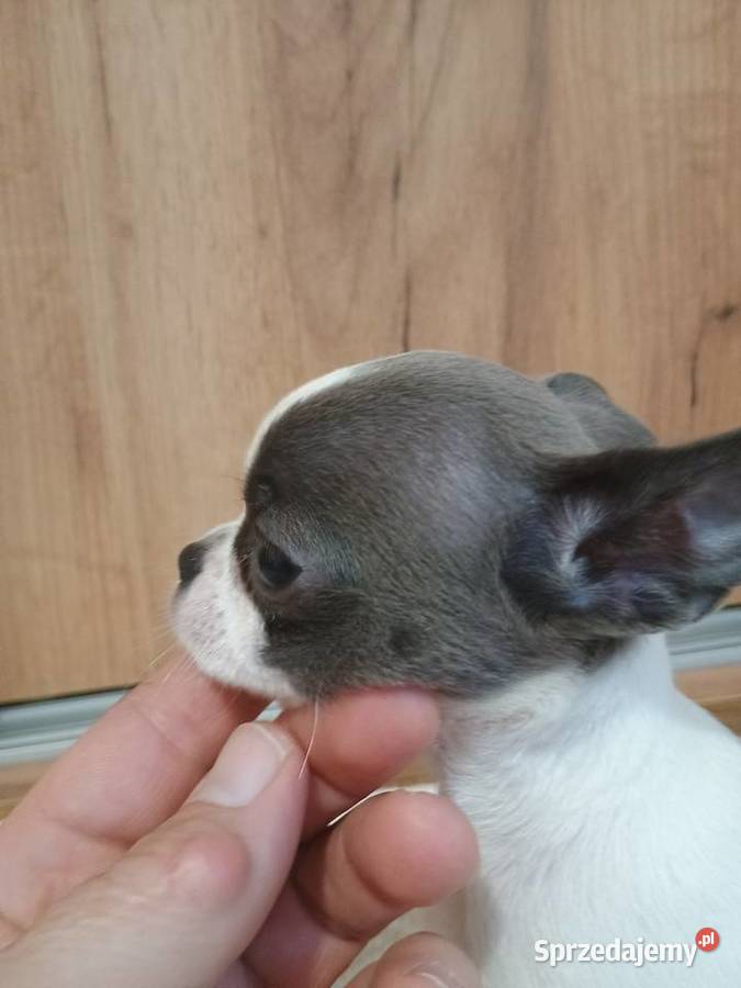 Chihuahua dziewczynka piękna Kleszczów