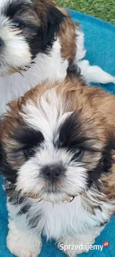 Shih TZU śliczny piesek trikolor Gruszczyn