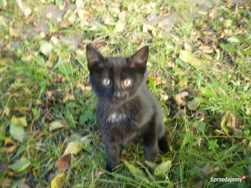 2 miesięczne kotki DOWIOZĘ Myszyniec