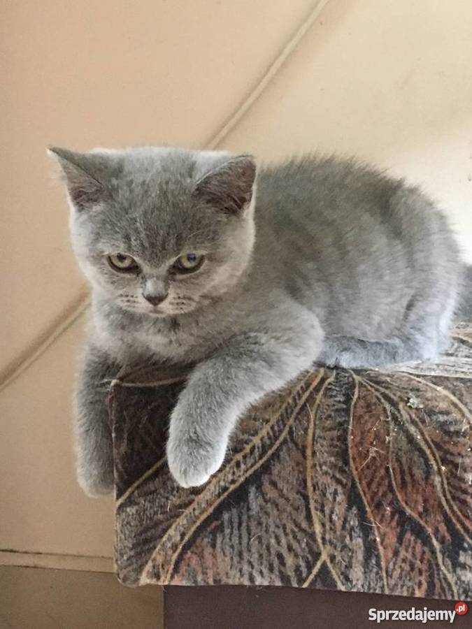 Kotki brytyjskie Kraków