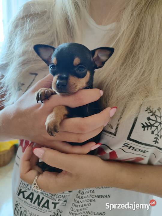 Pinczer ratlerek ratlerki miniaturka Pozostałe Wierzbica