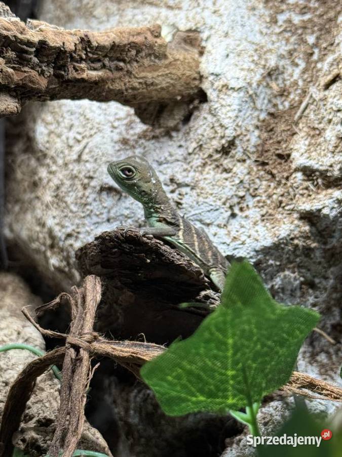 Agama Błotna Physignathus cocincinus śląskie Częstochowa sprzedam