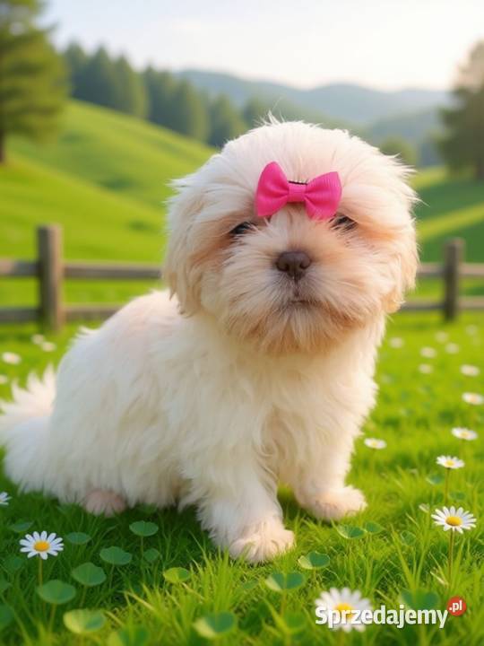 Piękna biała suczka rasy ShihTzu szuka domku Namysłów