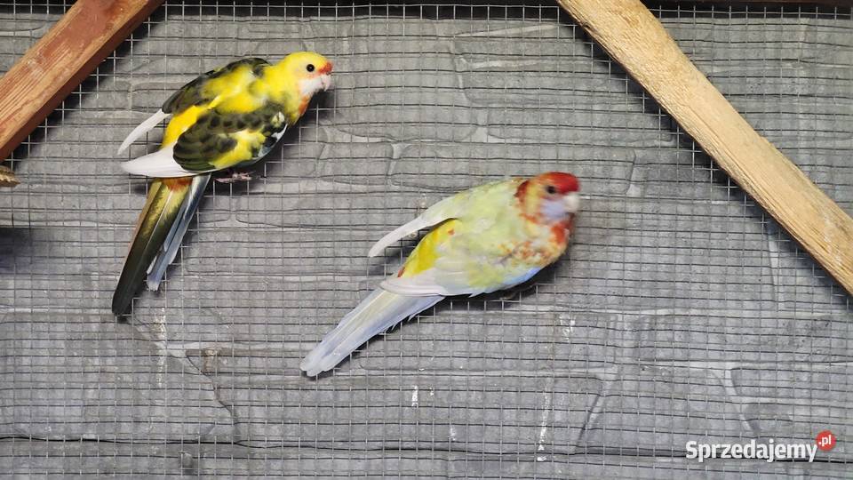 Rozelle królewskie para lęgowa Jasień