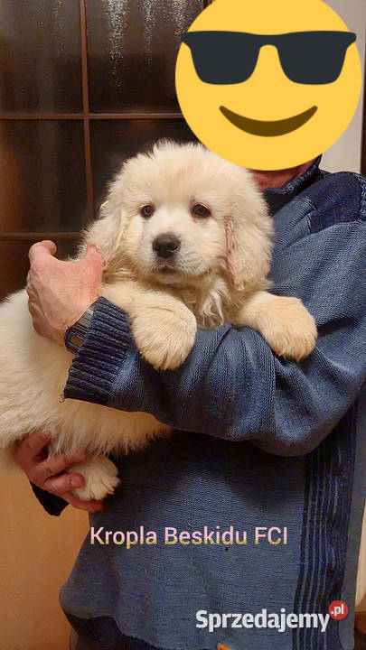 Szczeniaki Polski Owczarek Podhalański Rzeszów sprzedam