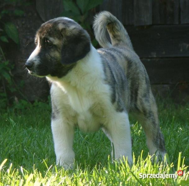 Owczarek środkowoazjatycki rodowodowe szczenięta Psy warmińsko-mazurskie Olecko sprzedam