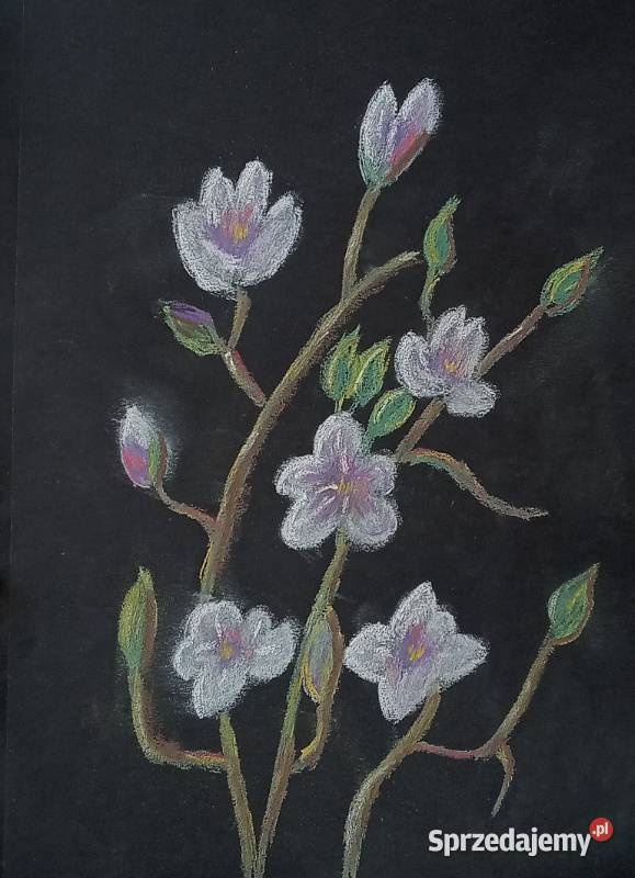 Magnolia Pastele suche A4 Będzin