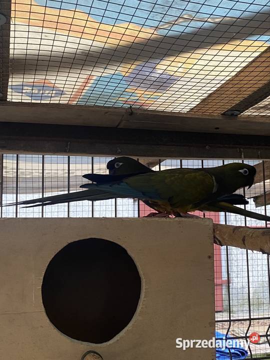 Patagonki Damasławek