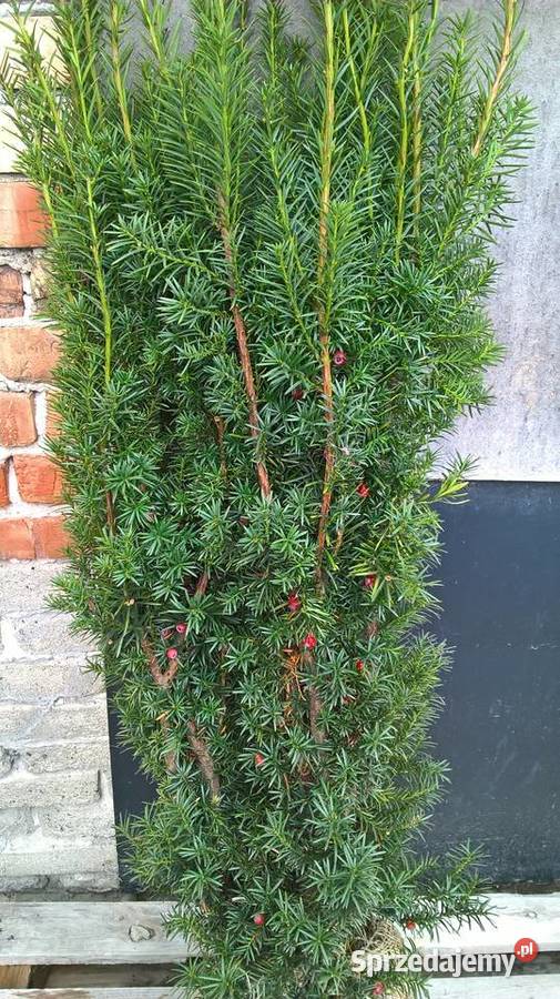 Mega WysokiGęsty Żywopłot Cis Hicksii mazowieckie