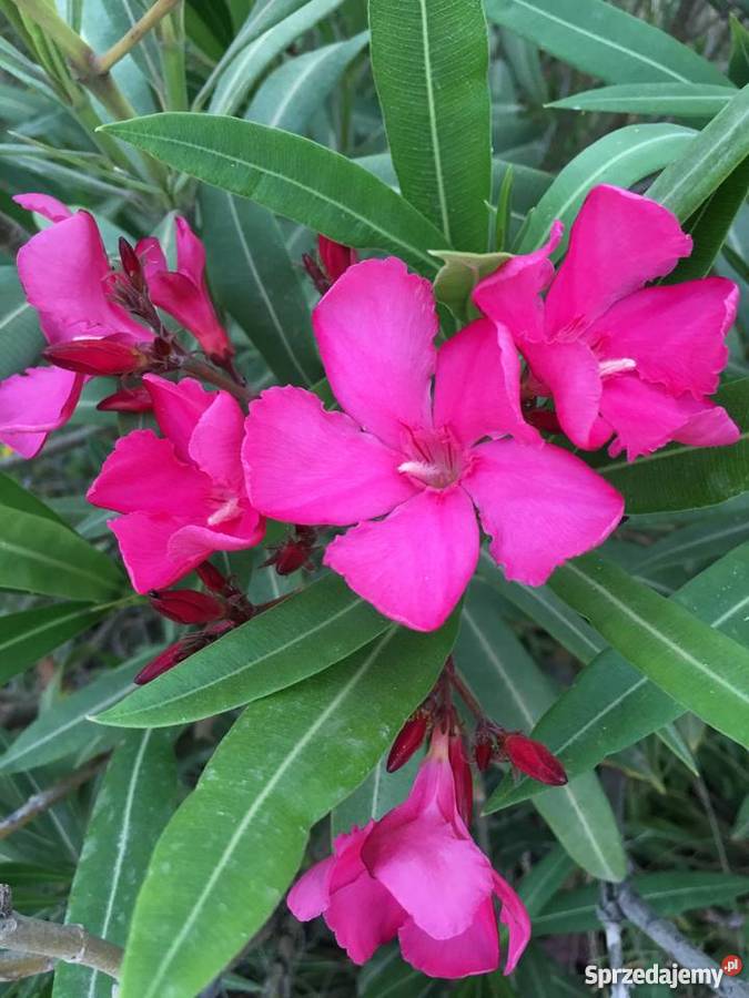 OKEANDER CHOPIN Rośliny małopolskie Brzeźnica