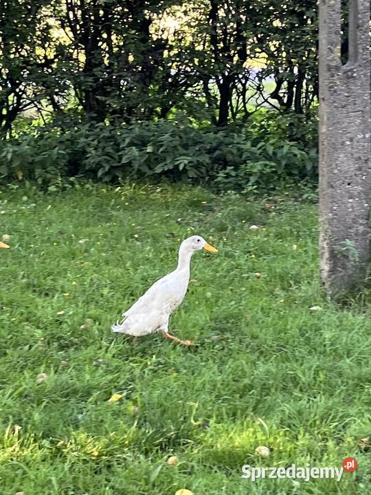 Kaczor biegus Drób i ptactwo Dębowo sprzedam
