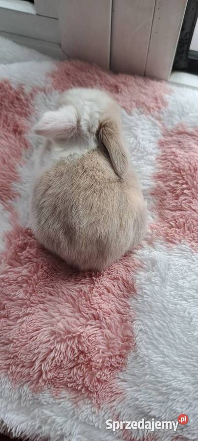 Króliczki mini lop wielkopolskie Miejska Górka
