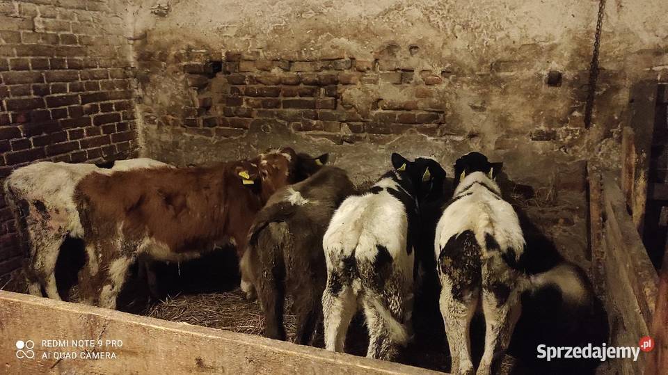 Sprzedam byczki i jałówki zarłaki Wawrowice