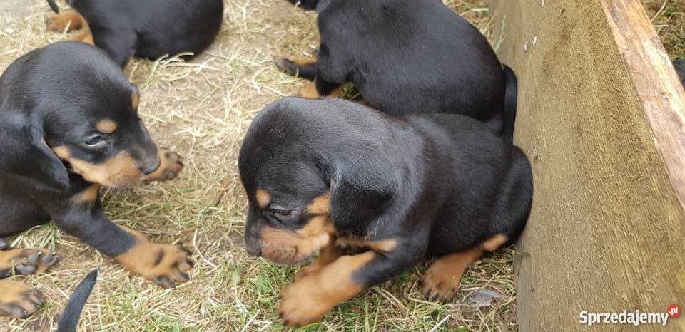 szczenięta gończy polski Ujście sprzedam