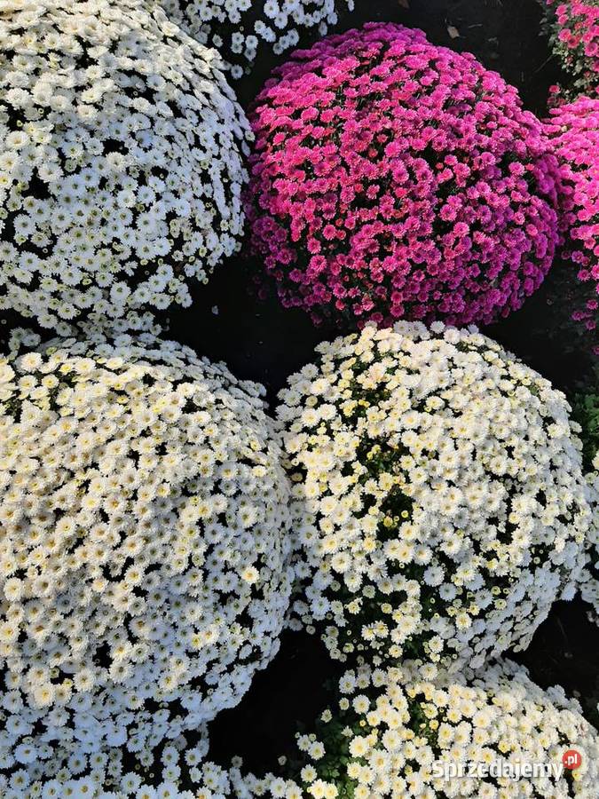 Chryzantemy cięte i doniczkowe