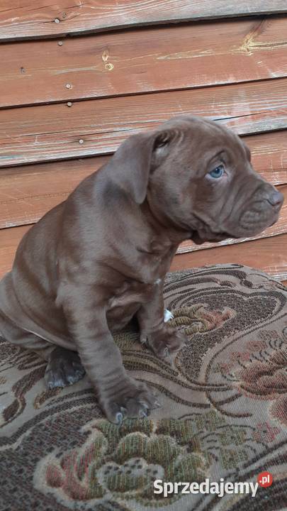 Szczeniaki PITBULL Pit Bull Miszewo B