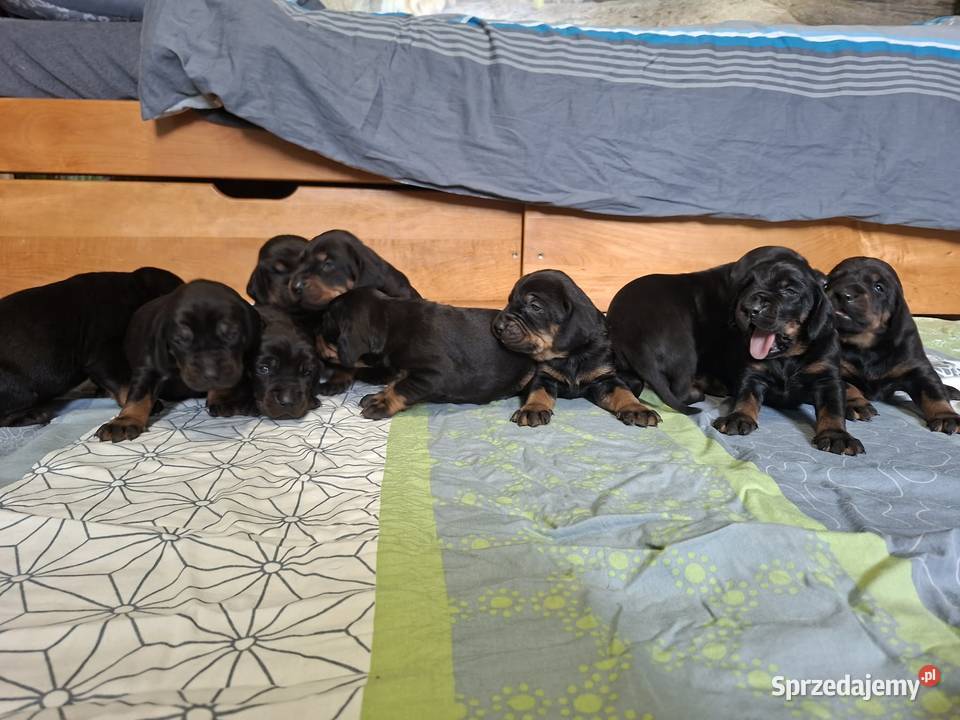 Szczenięta Gończy Polski FCI ZKwP Pozostałe Gostyń sprzedam