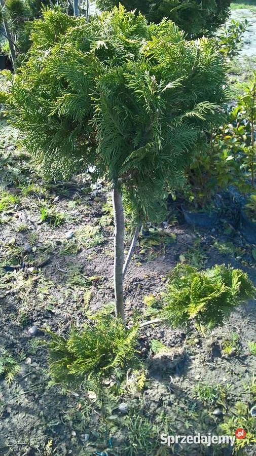 Cyprys Lavsona Ivone Pompony Bonsai Mszczonów