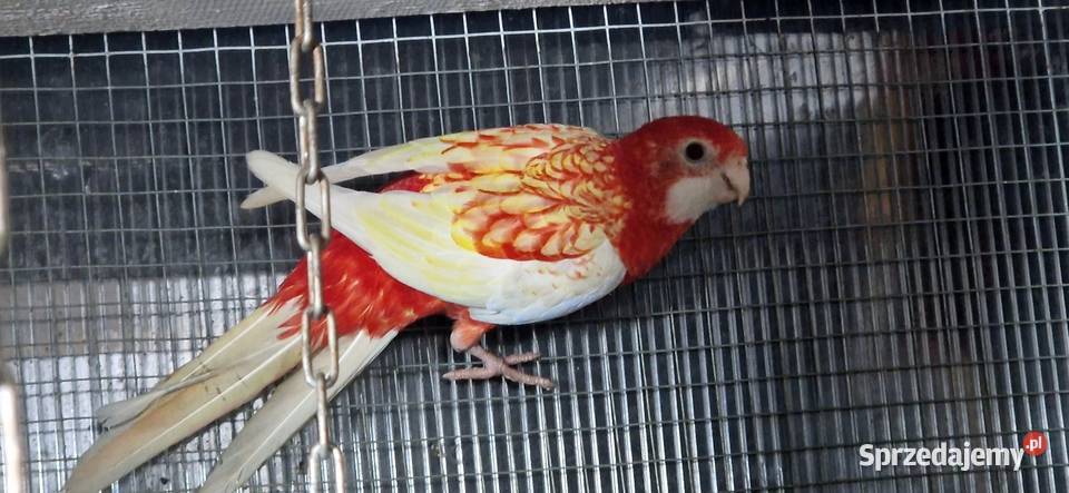 Rozelle Bialolice rubino Kórnik