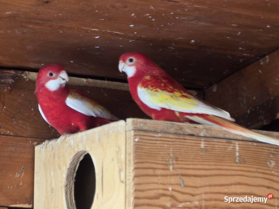 Sprzedam Rozelle białolica