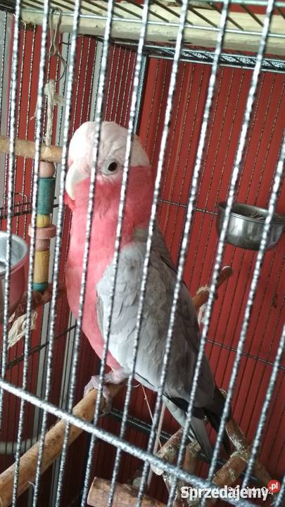 Sprzedam kakadu różową Ptaki Bogatynia sprzedam