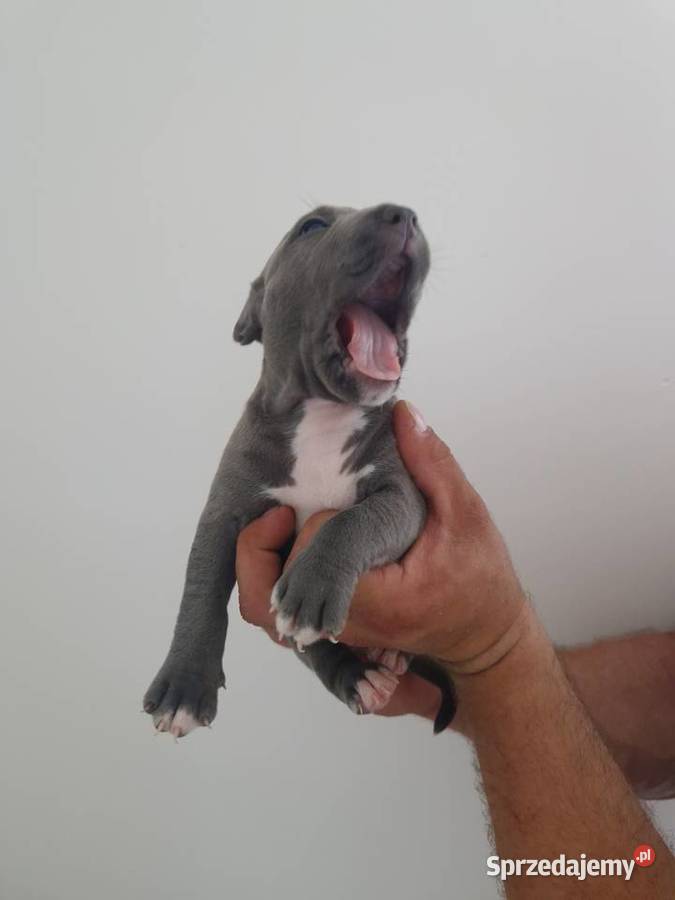 American Staffordshire Terrier Zwierzęta Brzeg sprzedam