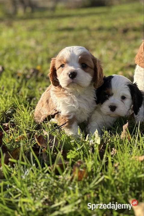 Cavalier King Charles Spaniel Blenheim Tricolor Cavalier King Charles Spaniel Tarnów