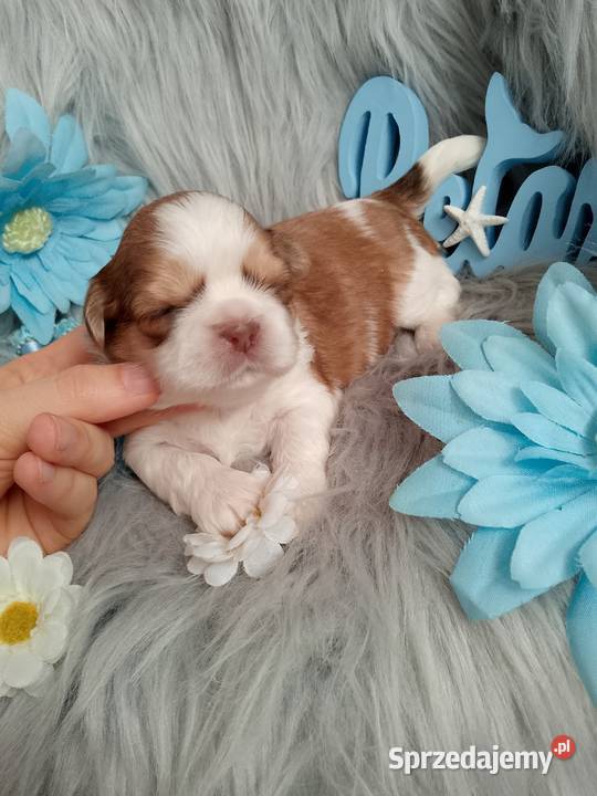 Piękny pies rasy ShihTzu Shih Tzu Namysłów