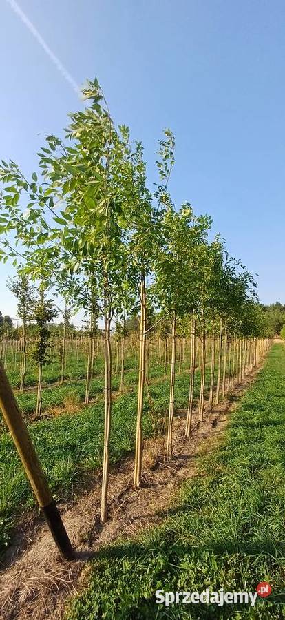 Jesion pensylwański Białystok