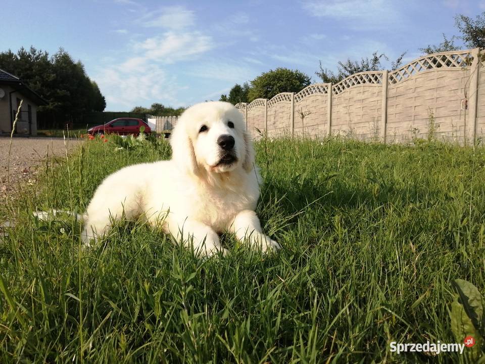 Owczarek Podhalański szczeniaki Ch i JWW17 Chęciny