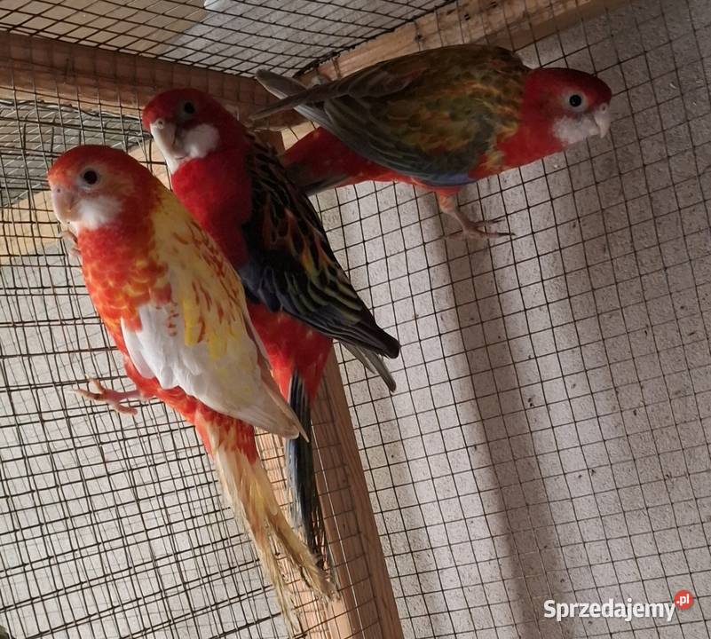 Rozella Białolica 2025 Częstochowa