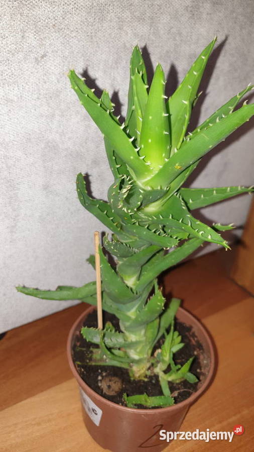 Aloes 2 roślina rosnąca wysokość 32 Kaktusy i sukulenty Warszawa