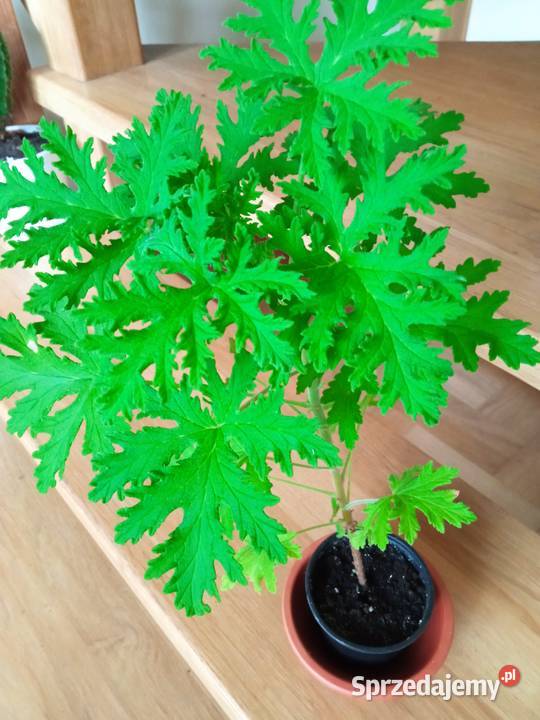 Geranium pachnące cytrynką Białystok sprzedam