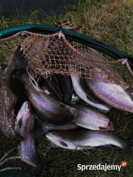 Pstrąg tęczowy konsumpcyjny i narybek bez Chodel