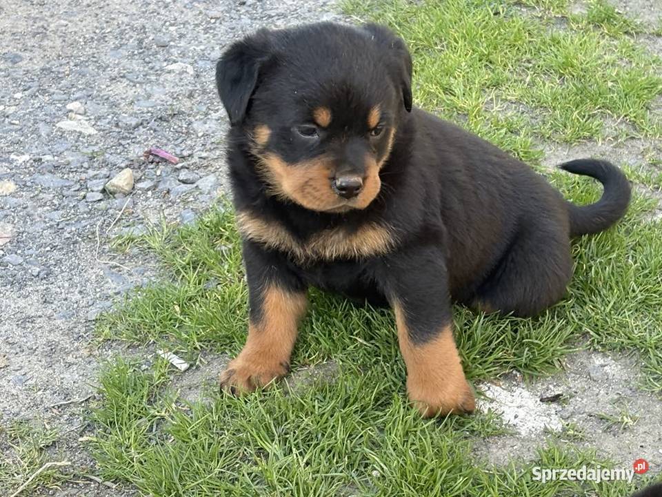Szczeniaki Rottweiler Mała Wieś Dolna sprzedam