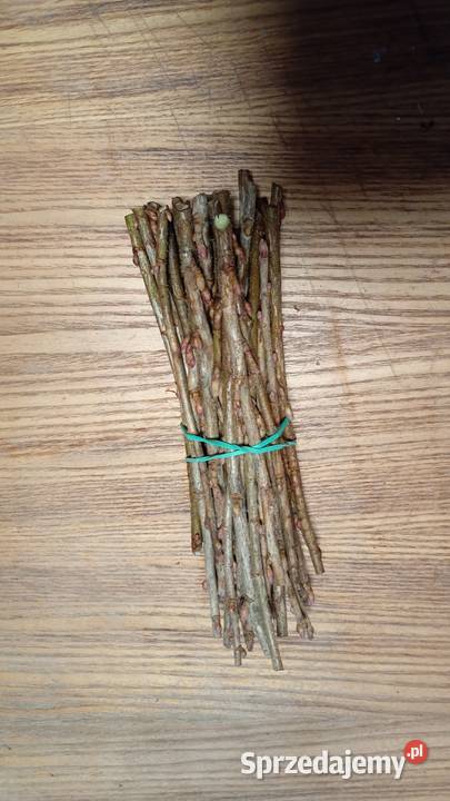 Sztobry porzeczki czarnej lubelskie