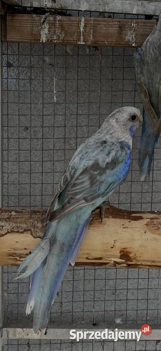 Rozelle białolice Sośnicowice