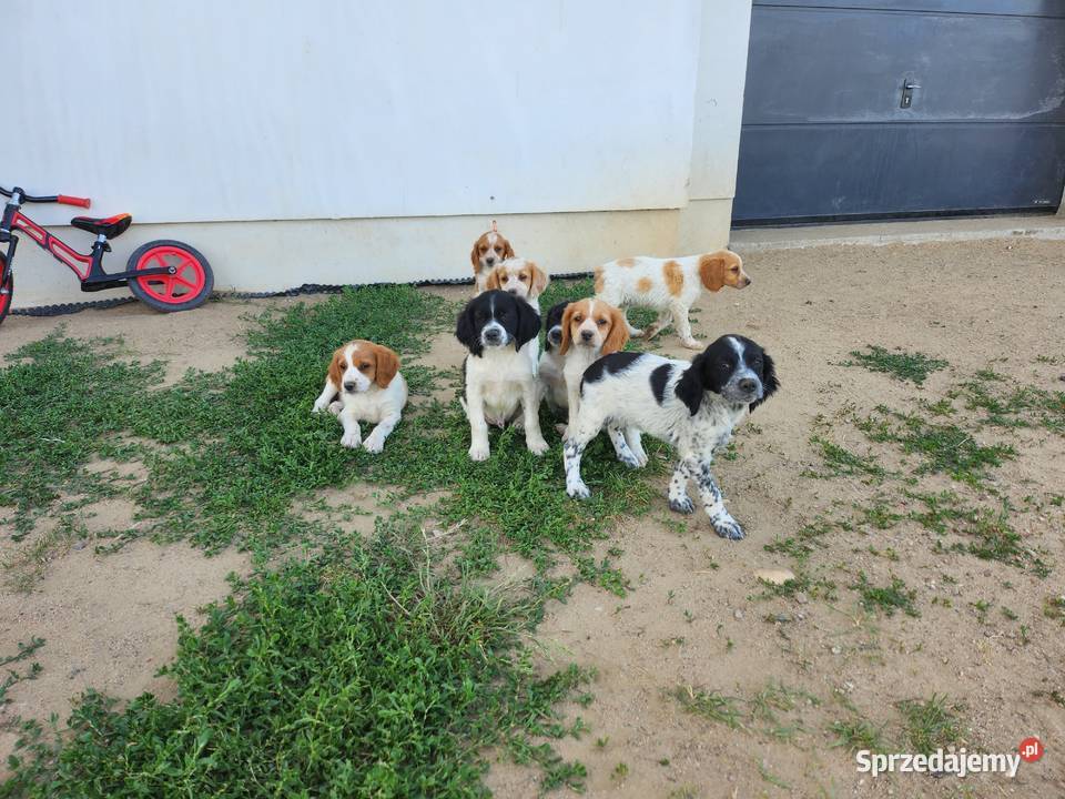 Spaniel Bretonski mazowieckie