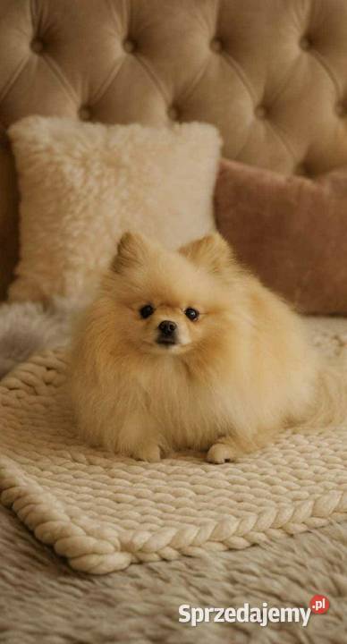 szpic miniaturowy pomeranian miski Warszawa
