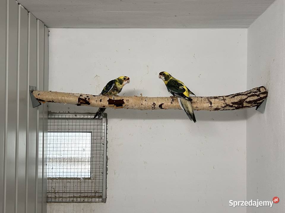 Rozelle królewskie samce Młodoszowice