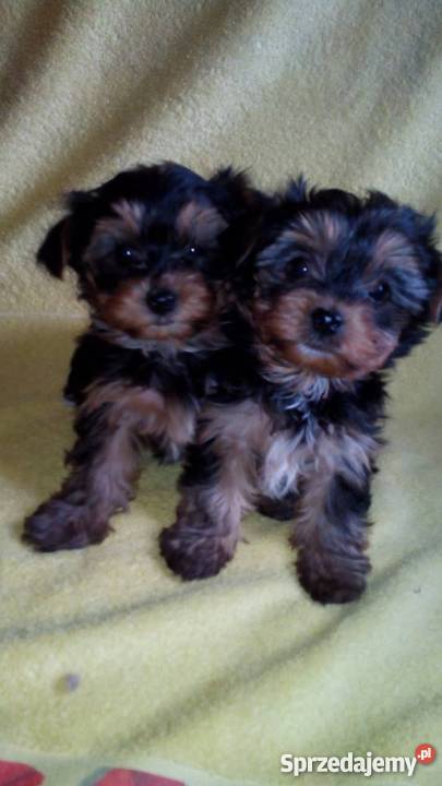 York szczenięta Yorkshire Terrier metryka chip małopolskie Żabno
