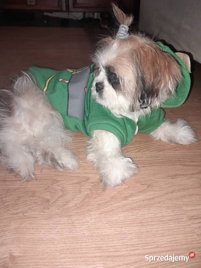Shih tzu szczeniak suczka śląskie Częstochowa sprzedam