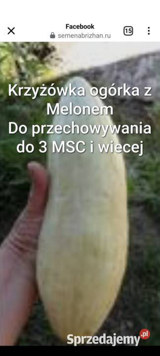Ogórek sałatkowy długi nasiona wschodnie Kraków