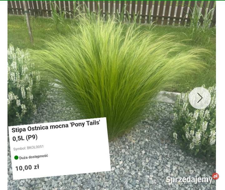 Jesienne promocje na roślinki Hortensje trawy Węgierska Górka