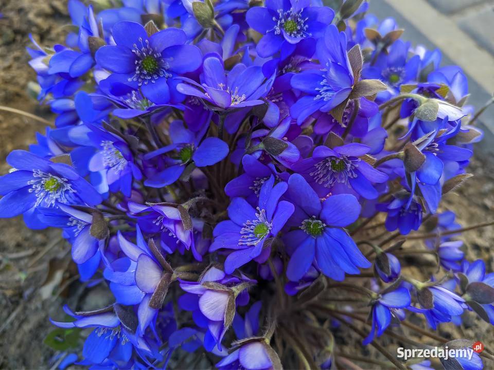 Przylaszczka zakwitnie na wiosnę lubelskie Lublin sprzedam